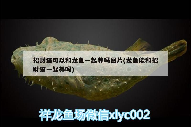 招財貓可以和龍魚一起養嗎圖片(龍魚能和招財貓一起養嗎)