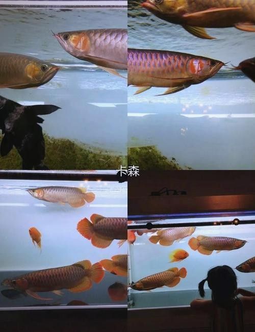 如何預防紅龍魚鱗片腐爛
