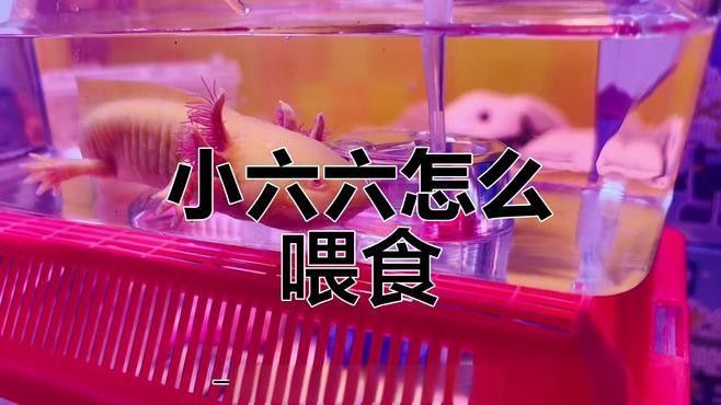 六角恐龍魚不吃東西怎么辦（六角恐龍魚不吃東西怎么辦六角恐龍魚不吃食解決攻略）