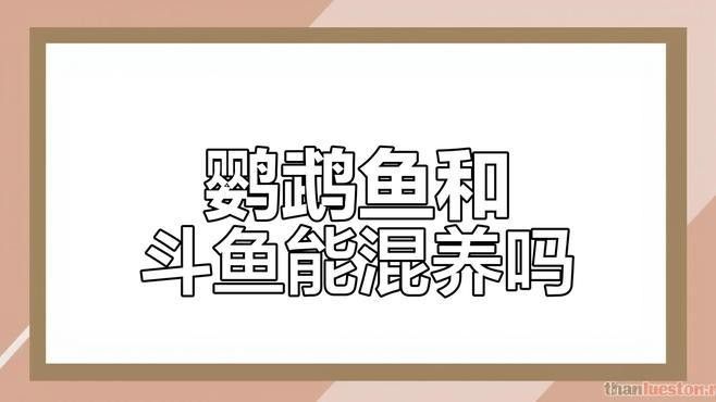 混養(yǎng)時(shí)如何減少領(lǐng)地爭奪