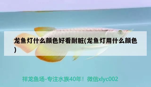 龍魚燈什么顏色好看耐臟(龍魚燈用什么顏色)