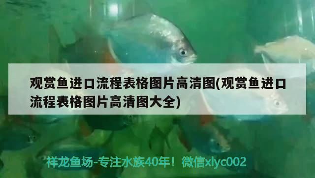 觀賞魚進口流程表格圖片高清圖(觀賞魚進口流程表格圖片高清圖大全)