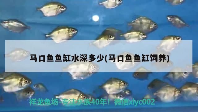 馬口魚(yú)魚(yú)缸水深多少(馬口魚(yú)魚(yú)缸飼養(yǎng))