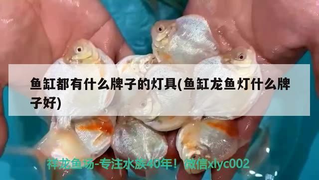 龍魚吃什么最好，金龍魚吃什么最好