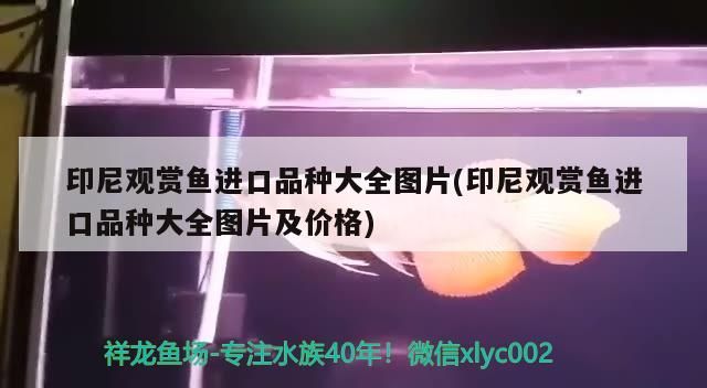 印尼觀賞魚進口品種大全圖片(印尼觀賞魚進口品種大全圖片及價格)（印尼觀賞魚進口品種大全）