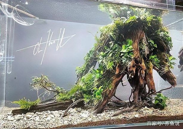 沉木釋放單寧酸對(duì)魚有害嗎？（寵物指南，魚缸水發(fā)黃怎么解決）