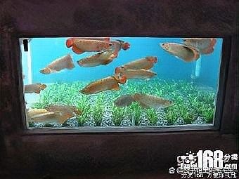 沉木釋放單寧酸對(duì)魚有害嗎？（寵物指南，魚缸水發(fā)黃怎么解決）