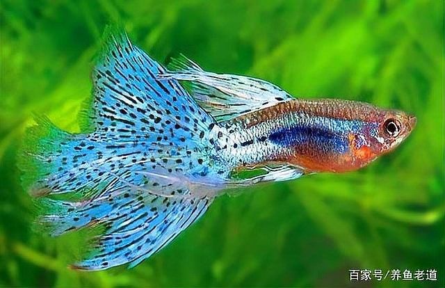 沉木釋放單寧酸對(duì)魚有害嗎？（寵物指南，魚缸水發(fā)黃怎么解決）