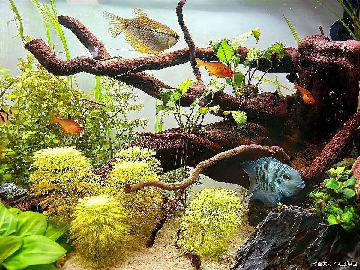 沉木釋放單寧酸對(duì)魚有害嗎？（寵物指南，魚缸水發(fā)黃怎么解決）