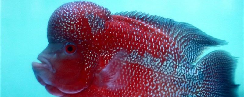 玉溪觀賞魚市場羅漢魚應該怎么選