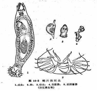雷龍魚死后如何處理