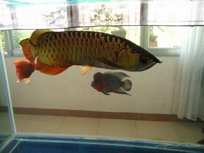 給我一張虎紋恐龍魚的照片