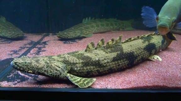 給我一張虎紋恐龍魚的照片