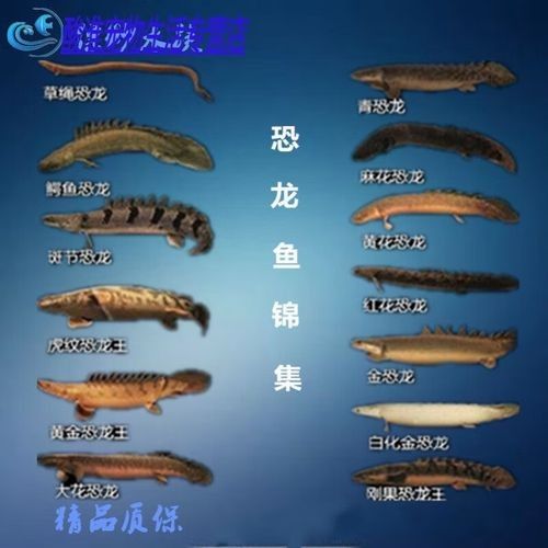 給我一張虎紋恐龍魚的照片