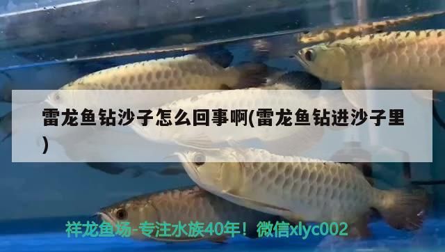 雷龍魚鉆沙子怎么回事啊(雷龍魚鉆進沙子里)