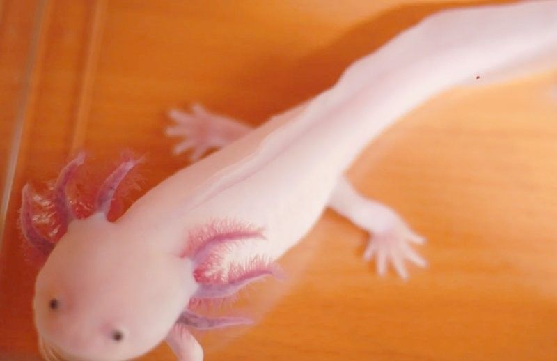 恐龍魚在低溫下會死亡嗎