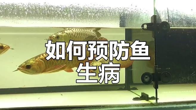 恐龍魚在低溫下會死亡嗎