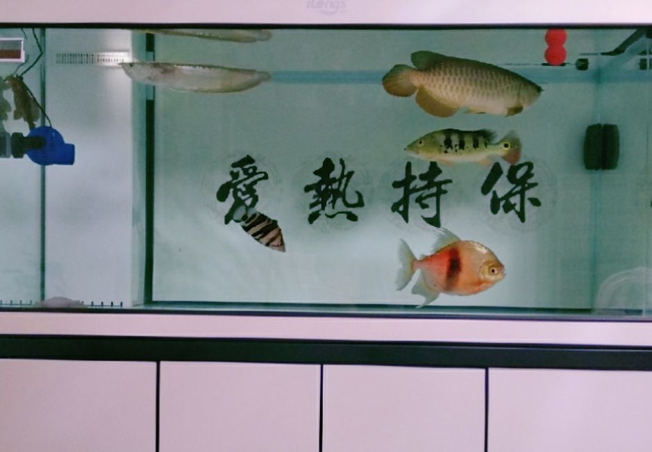 打卡:戒煙養魚。出新版了而我沒提示升級（打卡：戒煙養魚）