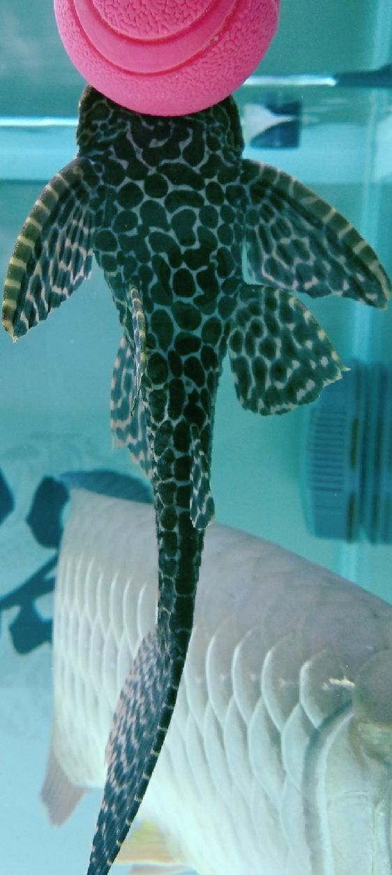 打卡:戒煙養魚。出新版了而我沒提示升級（打卡：戒煙養魚）