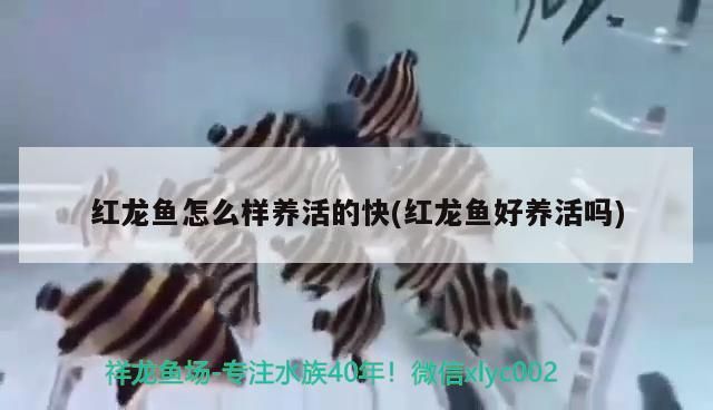 紅龍魚怎么樣養活的快(紅龍魚好養活嗎)