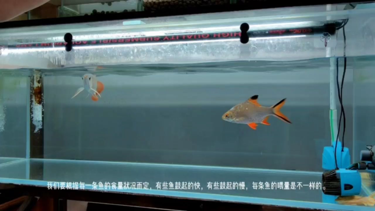 淮南觀賞魚市場(chǎng)龍魚的飼養(yǎng)