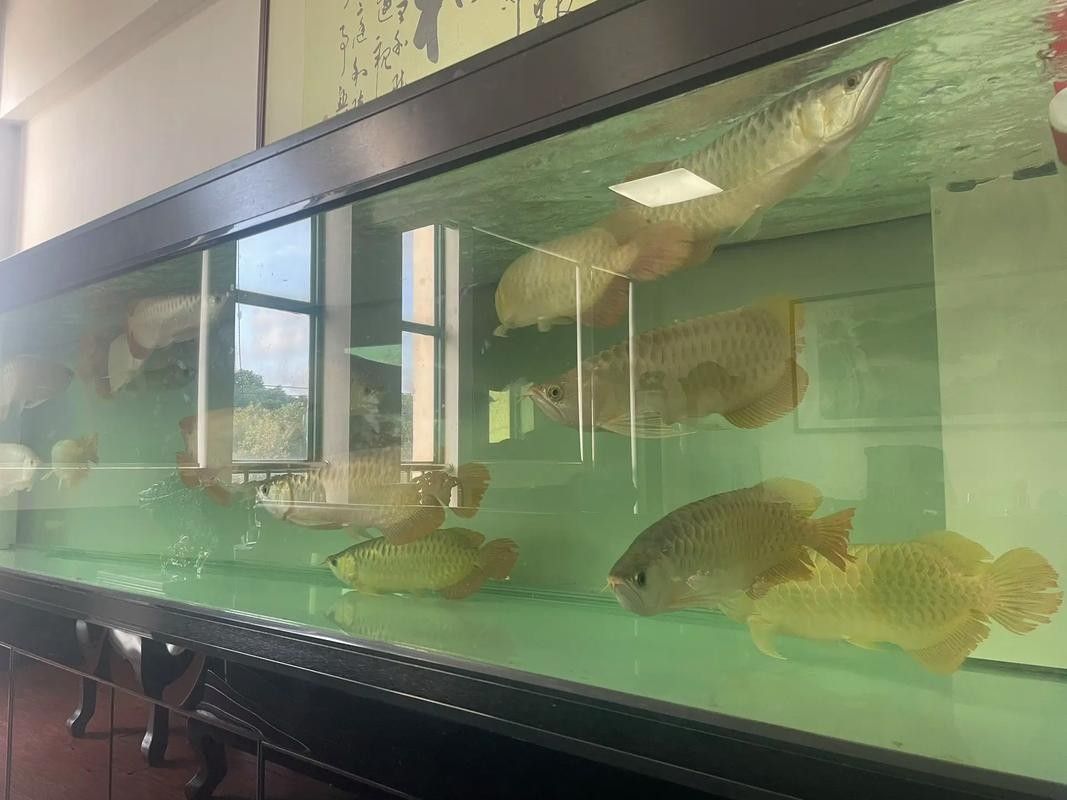 翹頭龍魚如何養護