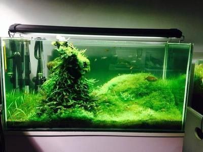 紅龍魚價格多少錢一條最貴(紅龍魚價格多少錢一條最貴)（紅龍魚價格多少錢一條）