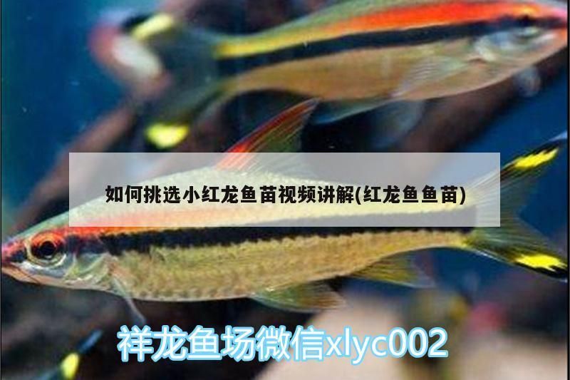 如何挑選小紅龍魚苗視頻講解(紅龍魚魚苗)（如何挑選小紅龍魚苗）