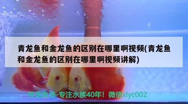 青龍魚和金龍魚的區(qū)別在哪里啊視頻(青龍魚和金龍魚的區(qū)別在哪里啊視頻講解)（青龍魚和金龍魚的區(qū)別）