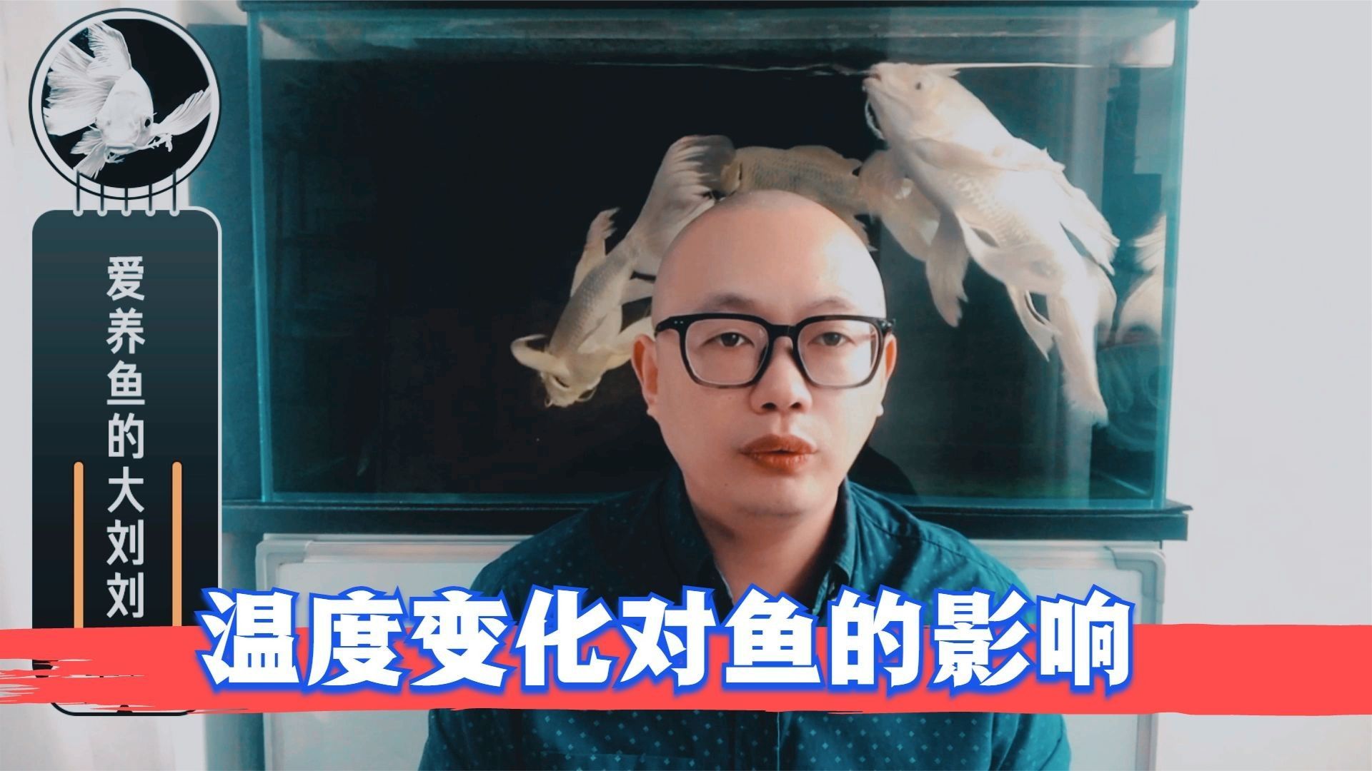 哪些因素會影響親魚的恢復（影響親魚恢復的因素） 哪些因素會影響親魚的恢復（影響親魚恢復的因素） 龍魚百科 第2張