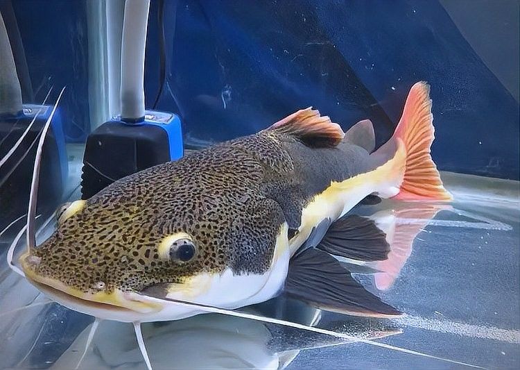 飛鳳魚為什么會吸食龍魚黏膜