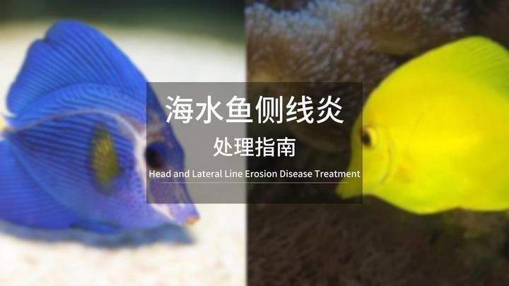 金龍魚側線孔堵塞怎么辦？（金龍魚側線孔堵塞怎么辦）