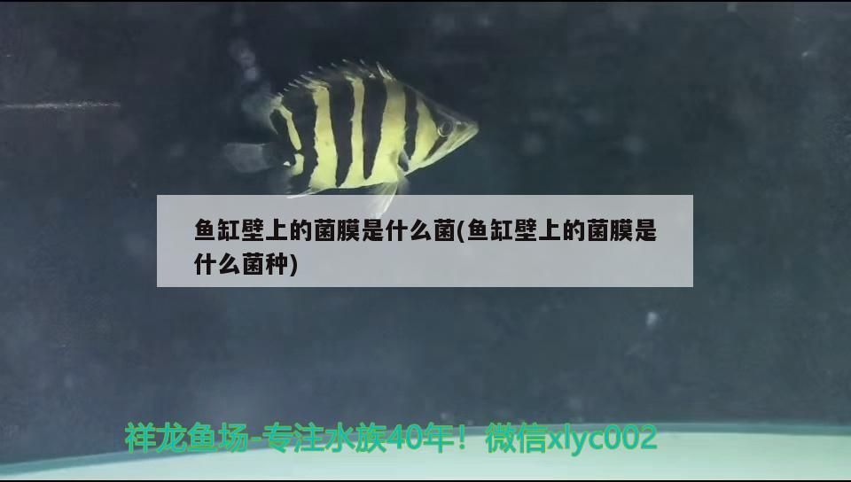 紅龍魚繁殖難度有多大，紅龍魚的繁殖周期