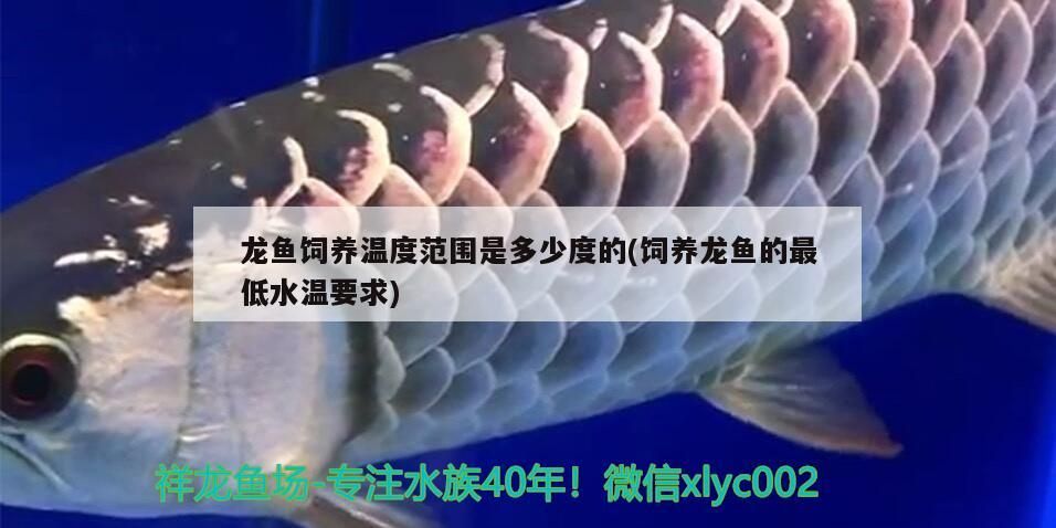 龍魚飼養溫度范圍是多少度的(飼養龍魚的最低水溫要求)