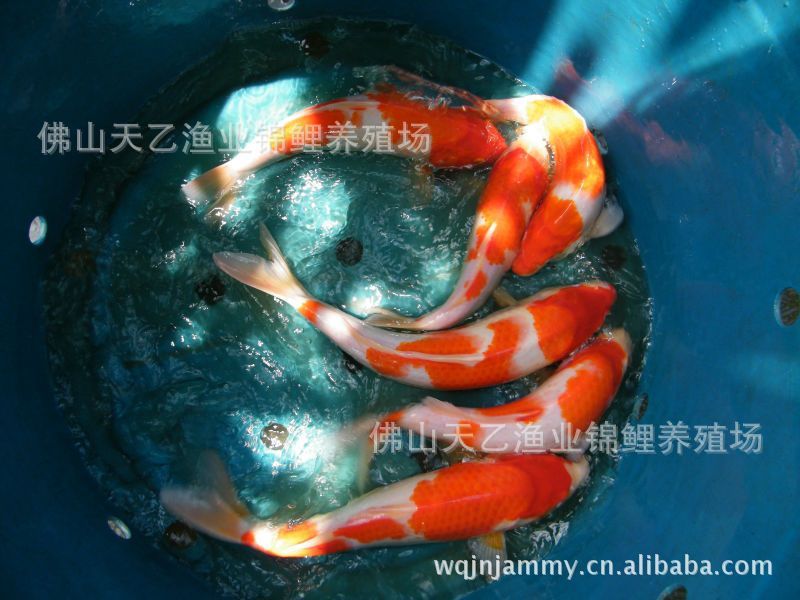 獎品以收到（獎品以收到，期待已久的毛球到了）