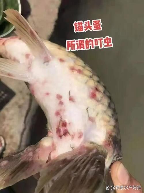 金龍魚吃面包蟲有哪些注意事項