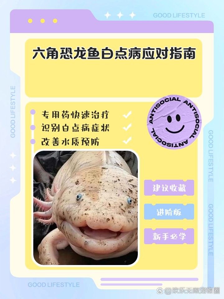 如何預防六角龍魚得病？（六角恐龍魚怎么養）