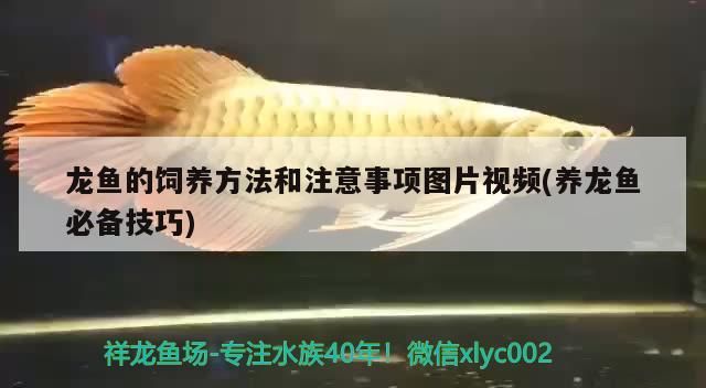 龍魚的飼養(yǎng)方法和注意事項(xiàng)圖片視頻(養(yǎng)龍魚必備技巧)（養(yǎng)龍魚的注意事項(xiàng)）