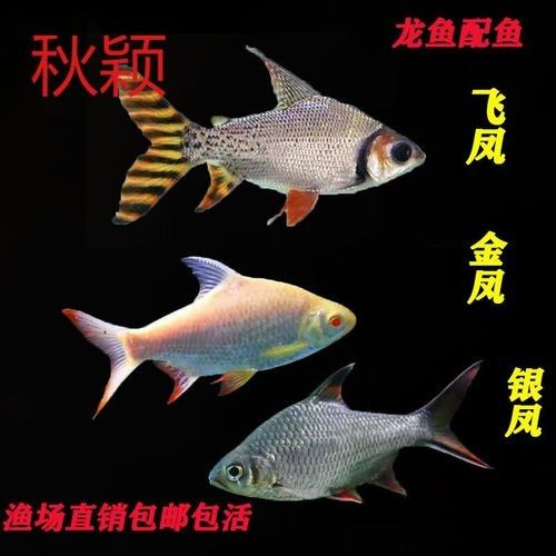 哪種飛鳳魚(yú)最適合新手飼養(yǎng)？（新手飼養(yǎng)飛鳳魚(yú)應(yīng)該注意哪些問(wèn)題）