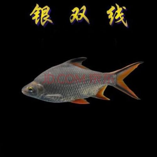 哪種飛鳳魚(yú)最適合新手飼養(yǎng)？（新手飼養(yǎng)飛鳳魚(yú)應(yīng)該注意哪些問(wèn)題）