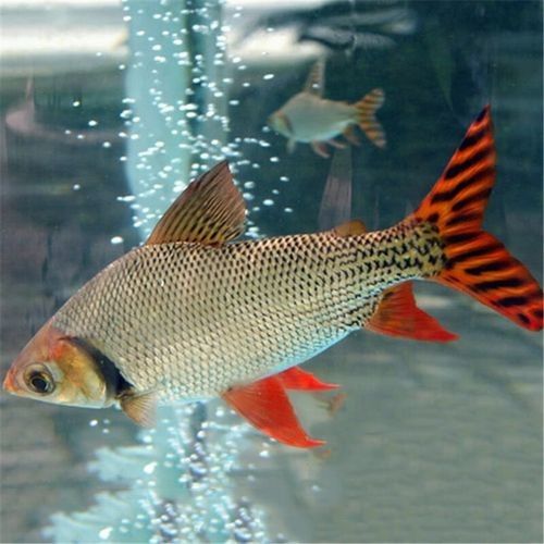 哪種飛鳳魚(yú)最適合新手飼養(yǎng)？（新手飼養(yǎng)飛鳳魚(yú)應(yīng)該注意哪些問(wèn)題）
