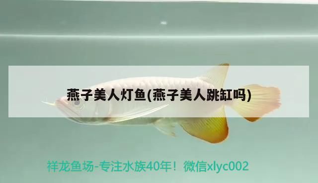 燕子美人燈魚(燕子美人跳缸嗎)（燕子美人燈魚好養嗎）