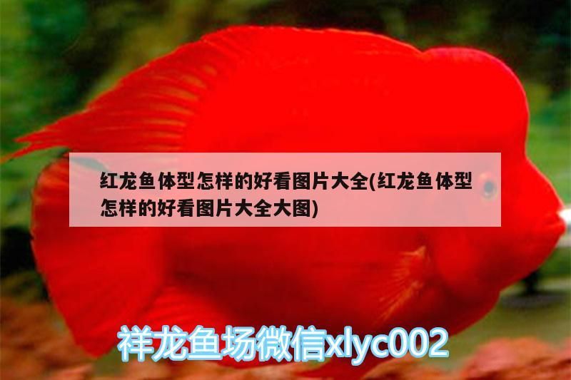 紅龍魚體型怎樣的好看圖片大全(紅龍魚體型怎樣的好看圖片大全大圖)（紅龍魚體型怎樣的好看圖片大全）