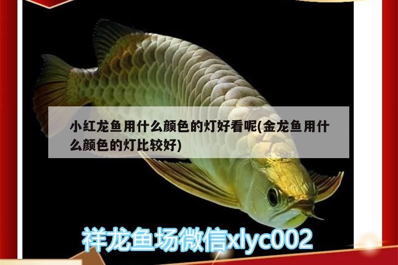魚缸過濾器選購指南:自制魚缸過濾器魚缸上置過濾器對于養魚愛好者的必備知識 小紅龍魚用什么顏色的燈好看呢(金龍魚用什么顏色的燈比較好) 觀賞魚百科 小紅龍魚用什么顏色的燈好看呢(金龍魚用什么顏色的燈比較好) 小紅龍魚用什么顏色的燈好看呢(金龍魚用什么顏色的燈比較好) 觀賞魚百科