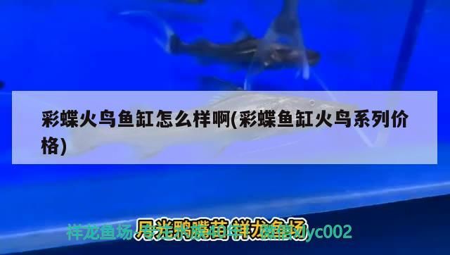 紅龍魚的藥能開什么（紅龍魚的藥能開什么顏色的花）（紅龍魚發色的原因）