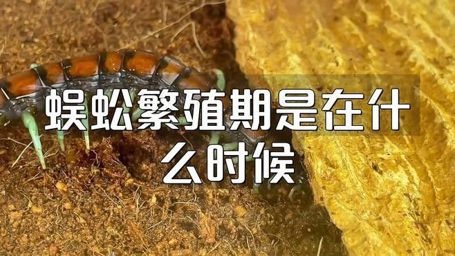 紅龍蜈蚣繁殖周期是多久？（紅龍蜈蚣的生長周期是多少天）