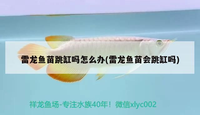 雷龍魚苗跳缸嗎怎么辦(雷龍魚苗會跳缸嗎)（雷龍魚苗會跳缸嗎怎么辦）