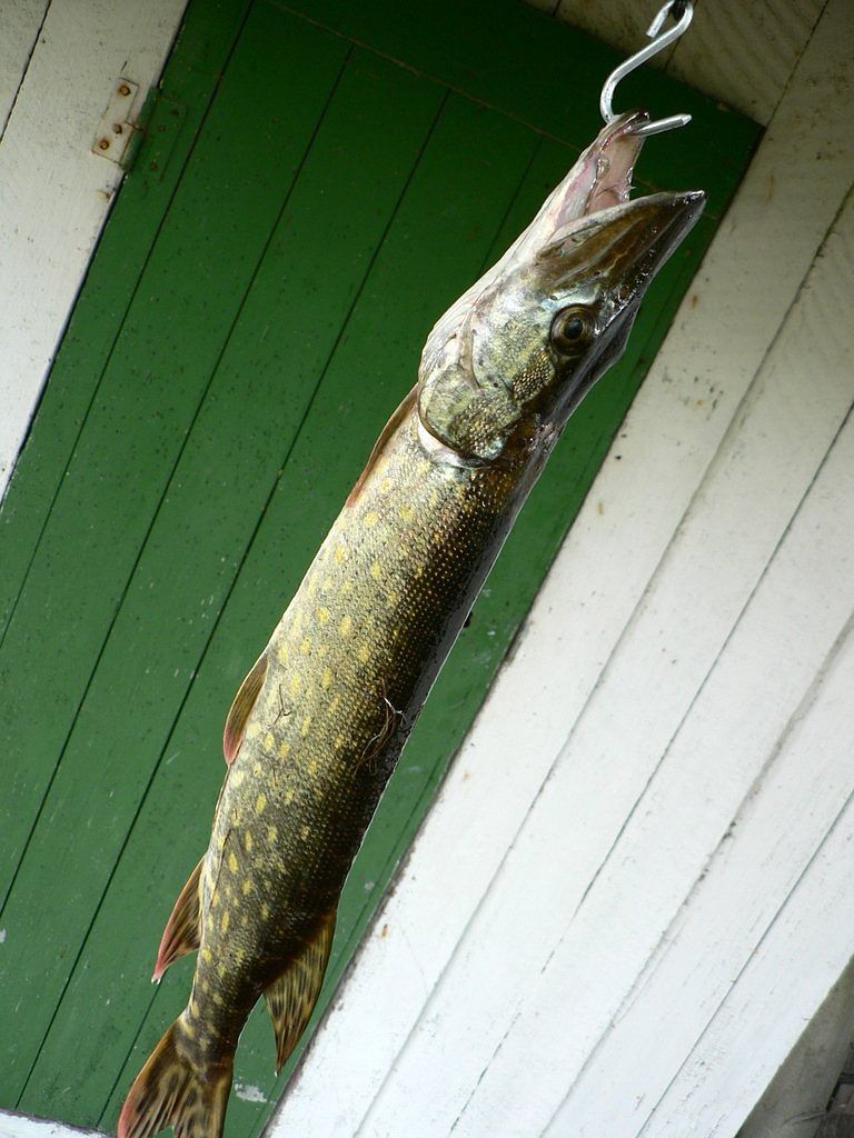金龍魚壁紙圖片大全集，金龍魚 壁紙