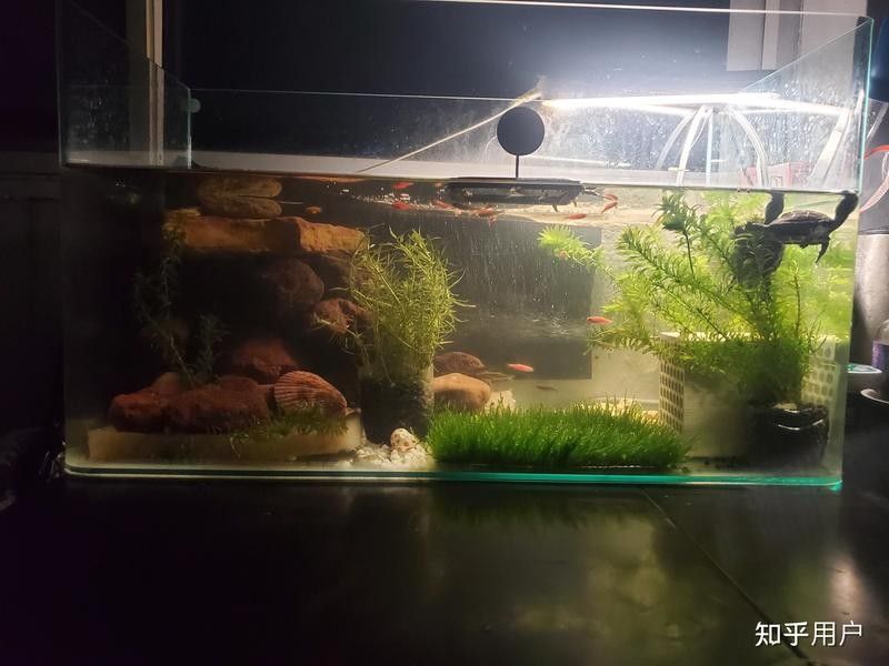 斑馬狗頭魚和豬鼻龜混養的成功率有多高？（斑馬狗頭魚和豬鼻龜混養的成功率）