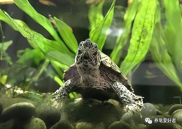 斑馬狗頭魚和豬鼻龜混養的成功率有多高？（斑馬狗頭魚和豬鼻龜混養的成功率）
